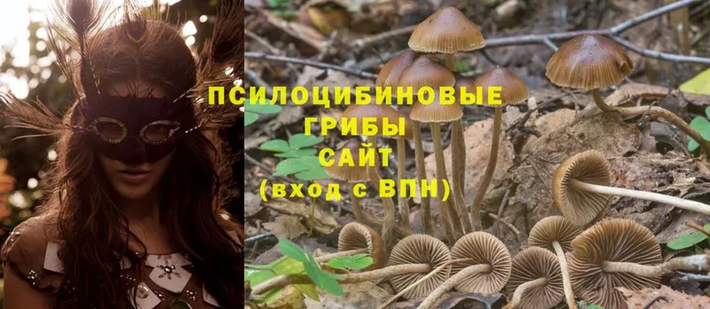 наркотики  Комсомольск  Галлюциногенные грибы MAGIC MUSHROOMS 